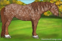 Horse Color:Chestnut Ice Rabicano