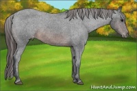 Horse Color:Brown Appaloosa Rabicano