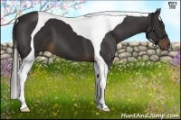 Horse Color:Liver Chestnut Tobiano