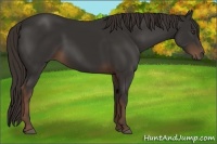 Horse Color:Liver Chestnut Frame 