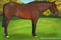 Horse Color:Bay Frame