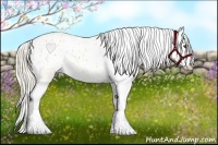 Horse Color:Palomino Splash Appaloosa 