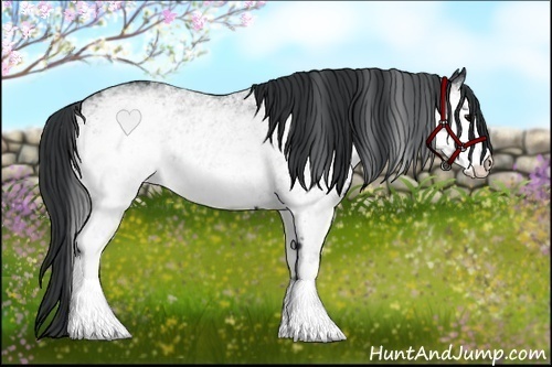 Horse Color:White Spotted Black