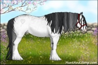 Horse Color:White Spotted Black 
