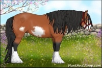 Horse Color:Bay Frame