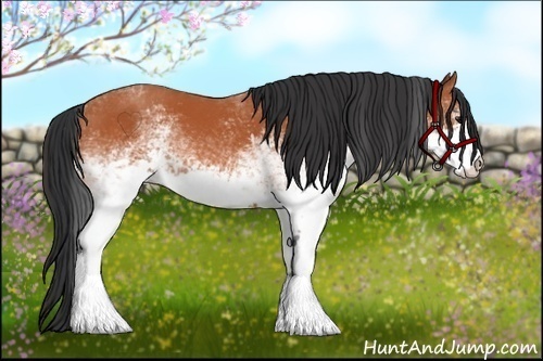 Horse Color:White Spotted Bay 