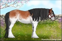Horse Color:White Spotted Bay 