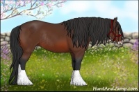 Horse Color:Bay Frame Rabicano 