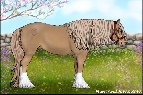 Horse Color:Palomino 