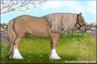 Horse Color:Palomino