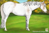 Horse Color:White Spotted Silver Brown Pearl 