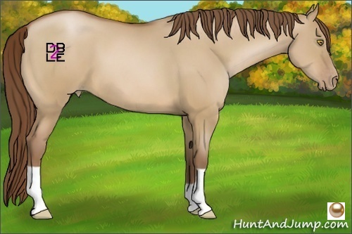 Horse Color:Bay Pearl Dun 