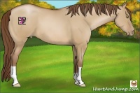 Horse Color:Bay Pearl Dun 