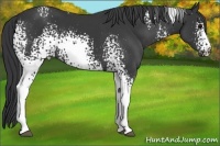 Horse Color:White Spotted Black