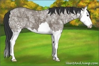 Horse Color:Grullo Ice Splash