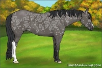Horse Color:Grullo Ice 