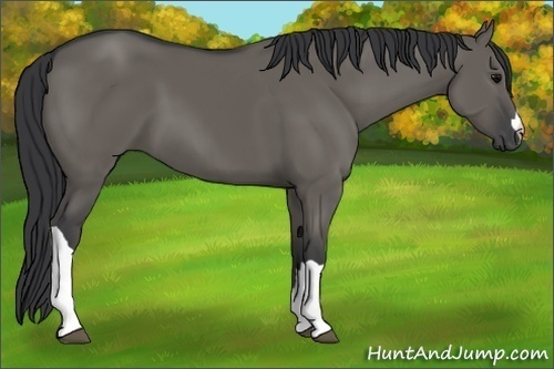 Horse Color:Grullo