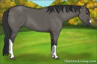 Horse Color:Grullo