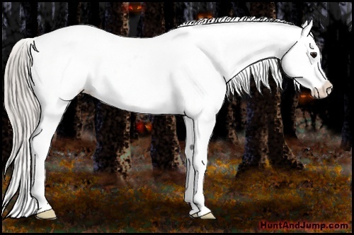 Horse Color:Silver Black Appaloosa 