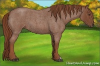 Horse Color:Red Roan