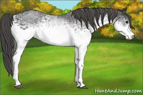 Horse Color:White Spotted Blue Roan Rabicano Brindle