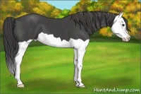 Horse Color:Smoky Black Splash