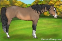 Horse Color:Buckskin Roan Splash Rabicano