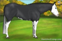 Horse Color:Black Splash