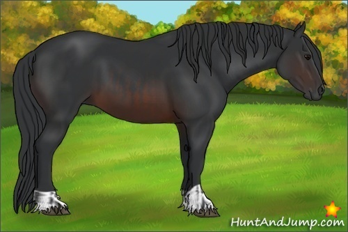 Horse Color:Brown and Brown