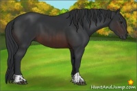 Horse Color:Brown  and Brown 