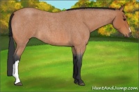 Horse Color:Bay Roan 