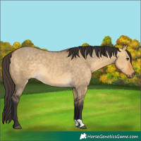 Horse Color:Buckskin Dun Rabicano