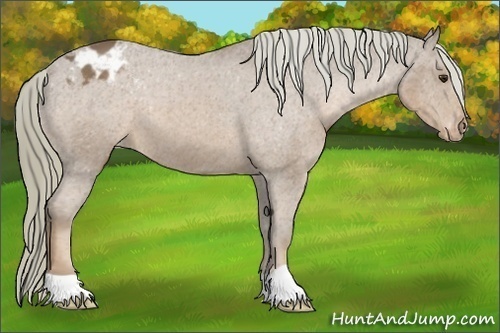 Horse Color:Chestnut Mushroom Varnish