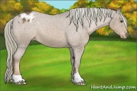 Horse Color:Chestnut Appaloosa