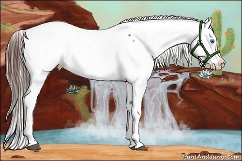 Horse Color:White Spotted Bay Splash Snowcap