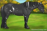 Horse Color:White Spotted Black 