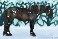 Horse Color:White Spotted Brown Ice