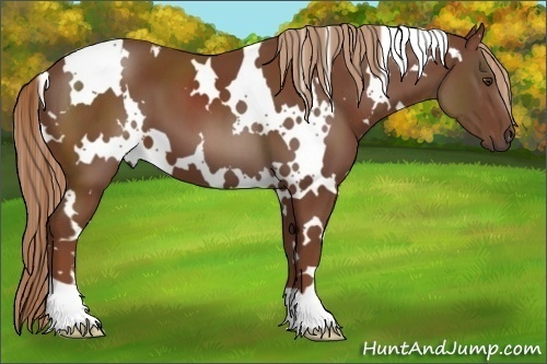 Horse Color:White Spotted Chestnut