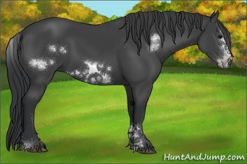 Horse Color:Black Sabino Frame 