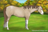 Horse Color:Grullo Pearl Splash 
