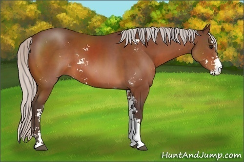 Horse Color:Silver Bay Sabino 