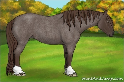 Horse Color:Liver Red Roan