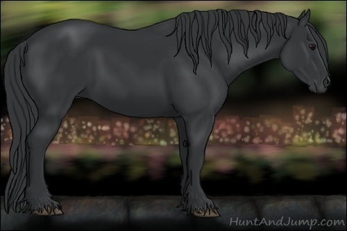 Horse Color:Black 