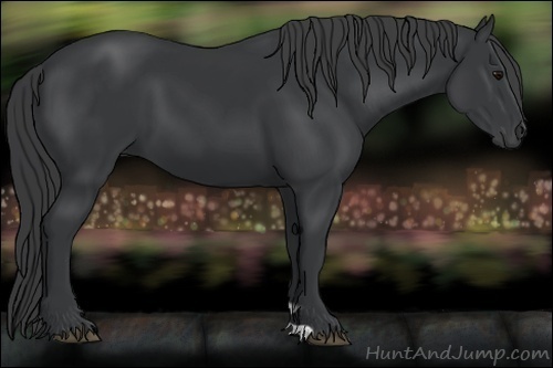 Horse Color:Black 