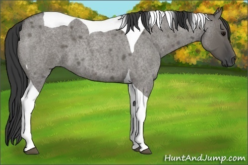 Horse Color:Grullo Roan Tobiano 