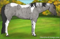 Horse Color:Grullo Roan Tobiano