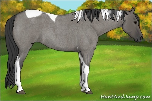 Horse Color:Grullo Roan Tobiano 