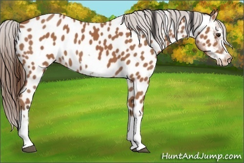 Horse Color:Bay Splash Frame Near Leopard