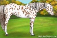 Horse Color:Bay Splash Frame Appaloosa