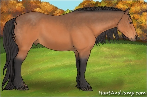 Horse Color:Buckskin 
